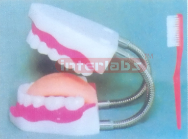 MIDDLE SANS TOOTH GAP FIXED DENTAL CARE MODEL WITH TONGUE (ORAL HYGIENE SET, UP & LOWER JAW)